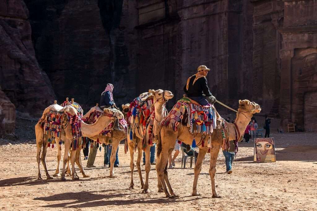 jordan, petra, camels-1846284.jpg